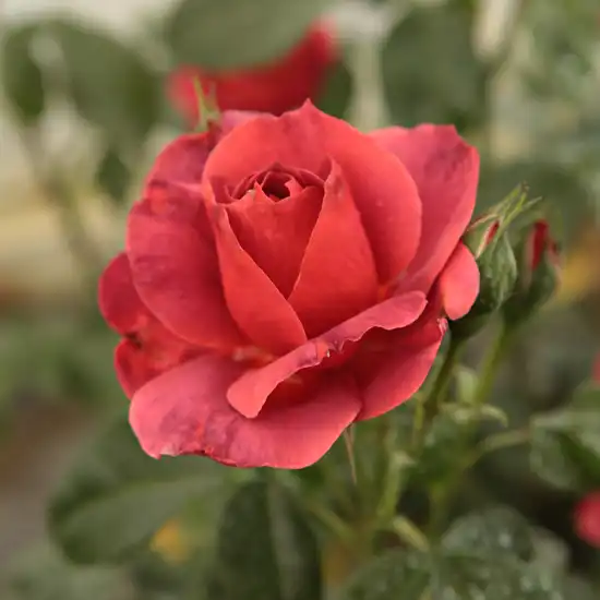 Roșu - Trandafiri - Wekpaltlez - 